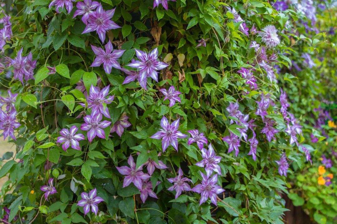 半开放阳台种哪种藤本花,适合室内养的天天都开花的藤科花