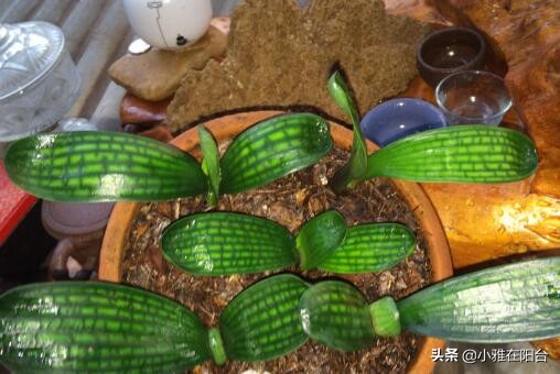 君子兰怎么养出宽大肥厚的叶片,君子兰怎么养叶片才茂盛