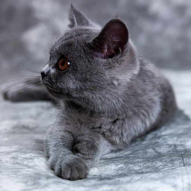 蓝猫五短三粗六圆,五短身材的猫好不好