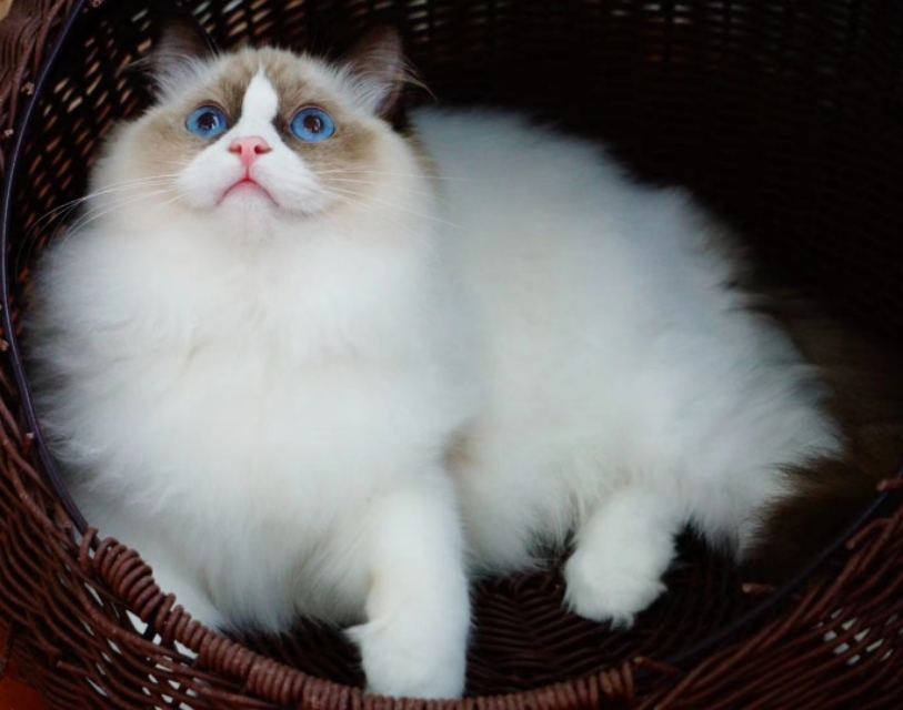 七夕了给自己买个兰蔻196,送给自己的第一支兰蔻