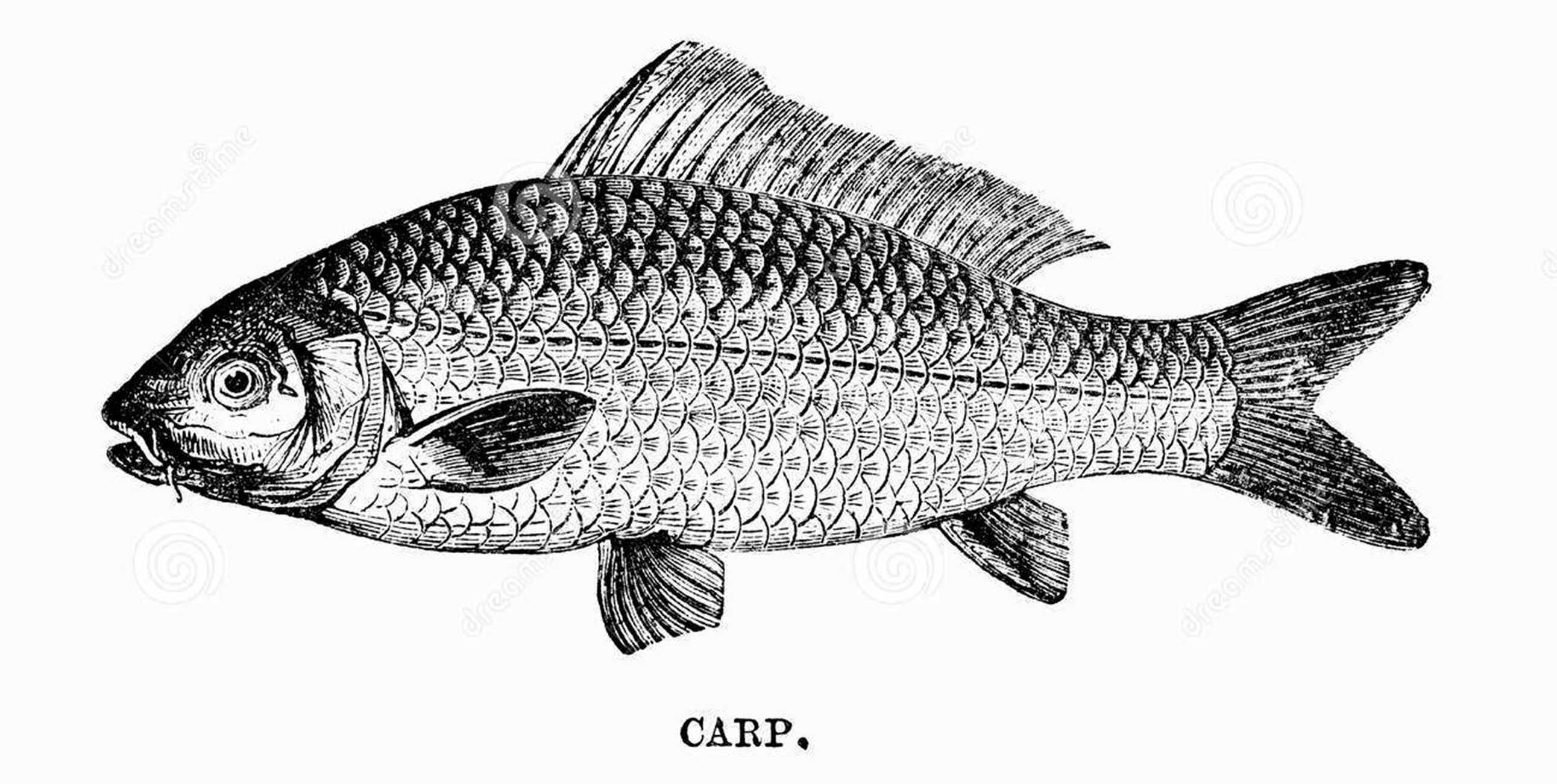 讲述小鲤鱼跳龙门的大概故事,鲤鱼跳龙门具有什么样的习性