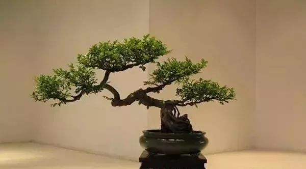 古朴自然盆景欣赏,造型极美的盆景一起来欣赏