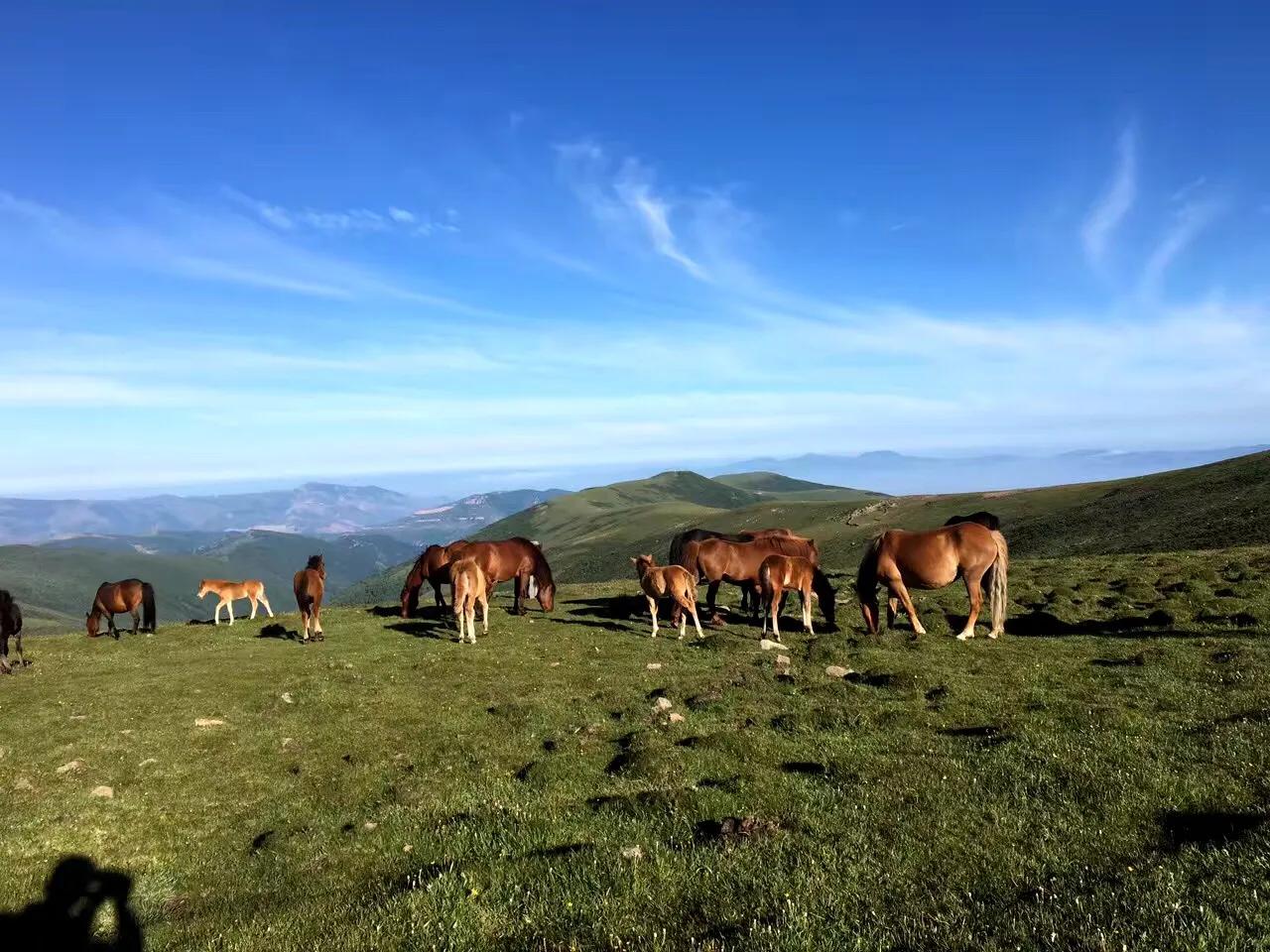 四大佛教名山之一五台山,五台山万人朝拜台