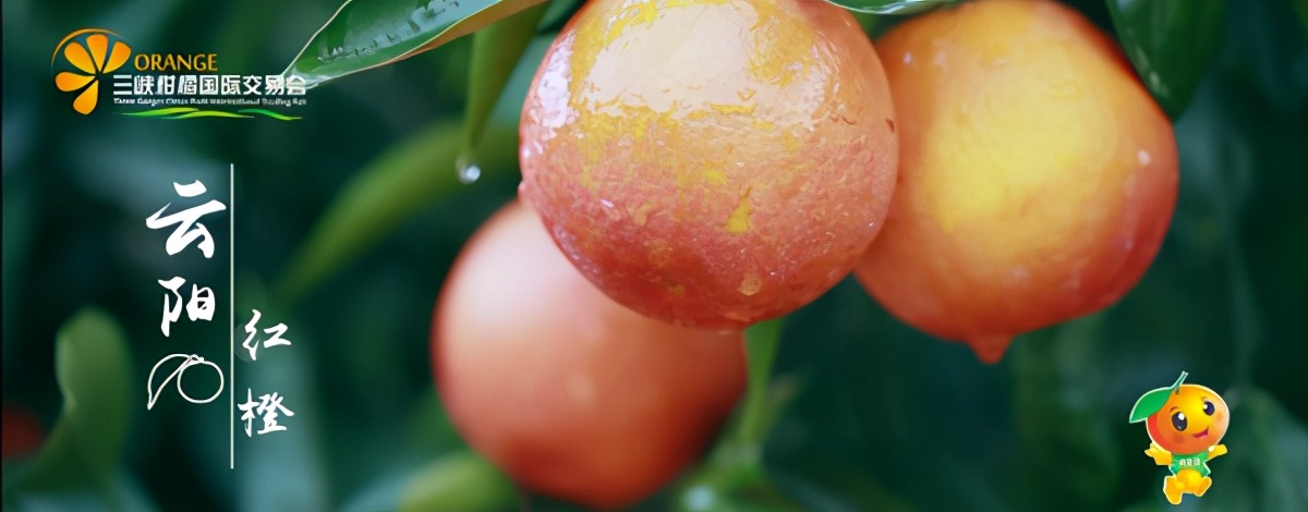 世界柑橘起源地竟在重庆，种植历史超4000年，曾是宫廷贡品