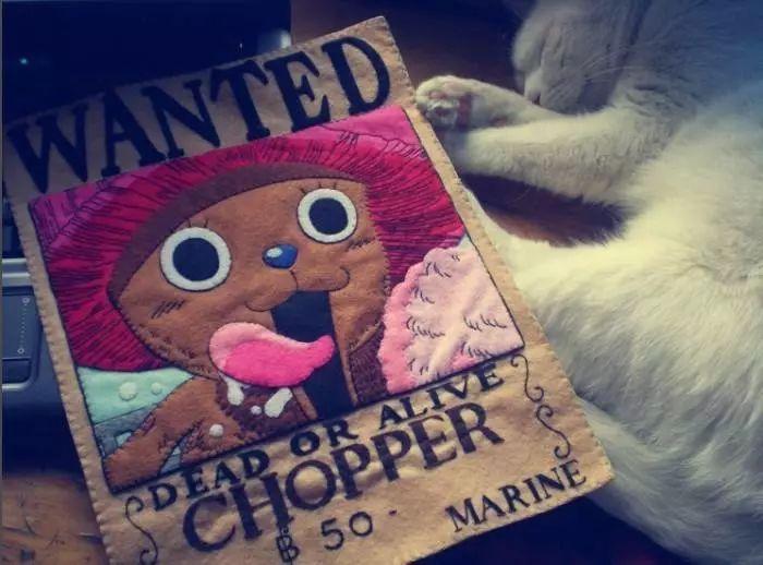 如何有效的避免宠物丢失,家里有小型宠物丢失怎么办