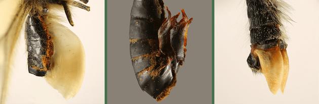 蝴蝶拥有复杂*交性**配：雄*交性**配后会留下“贞操带”