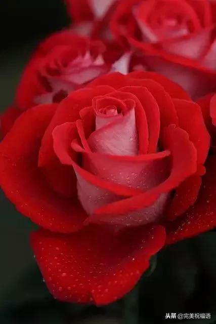 999玫瑰惊喜,999朵玫瑰生日礼物