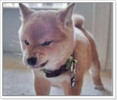 如何防止恶犬咬人,恶犬咬人如何处理