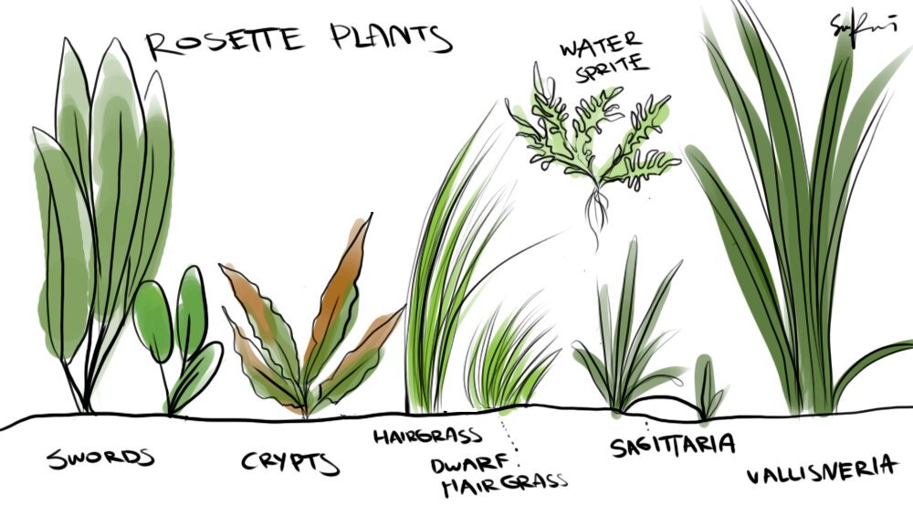阴性草如何养,阴性草之苔类植物养殖经验总结