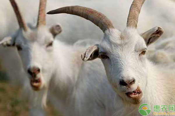 羊得口蹄疫好了后还会得病么,羊打口蹄疫过敏最快解决办法