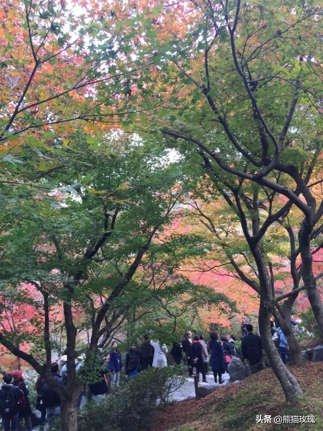 几月去日本看枫叶好,什么时候去日本看枫叶最好