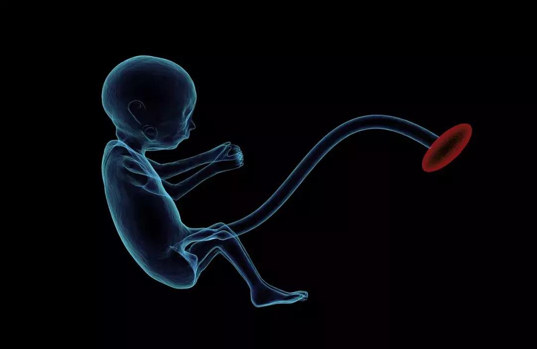 胎盘吃了养人吗,人类的胎盘可以吃吗