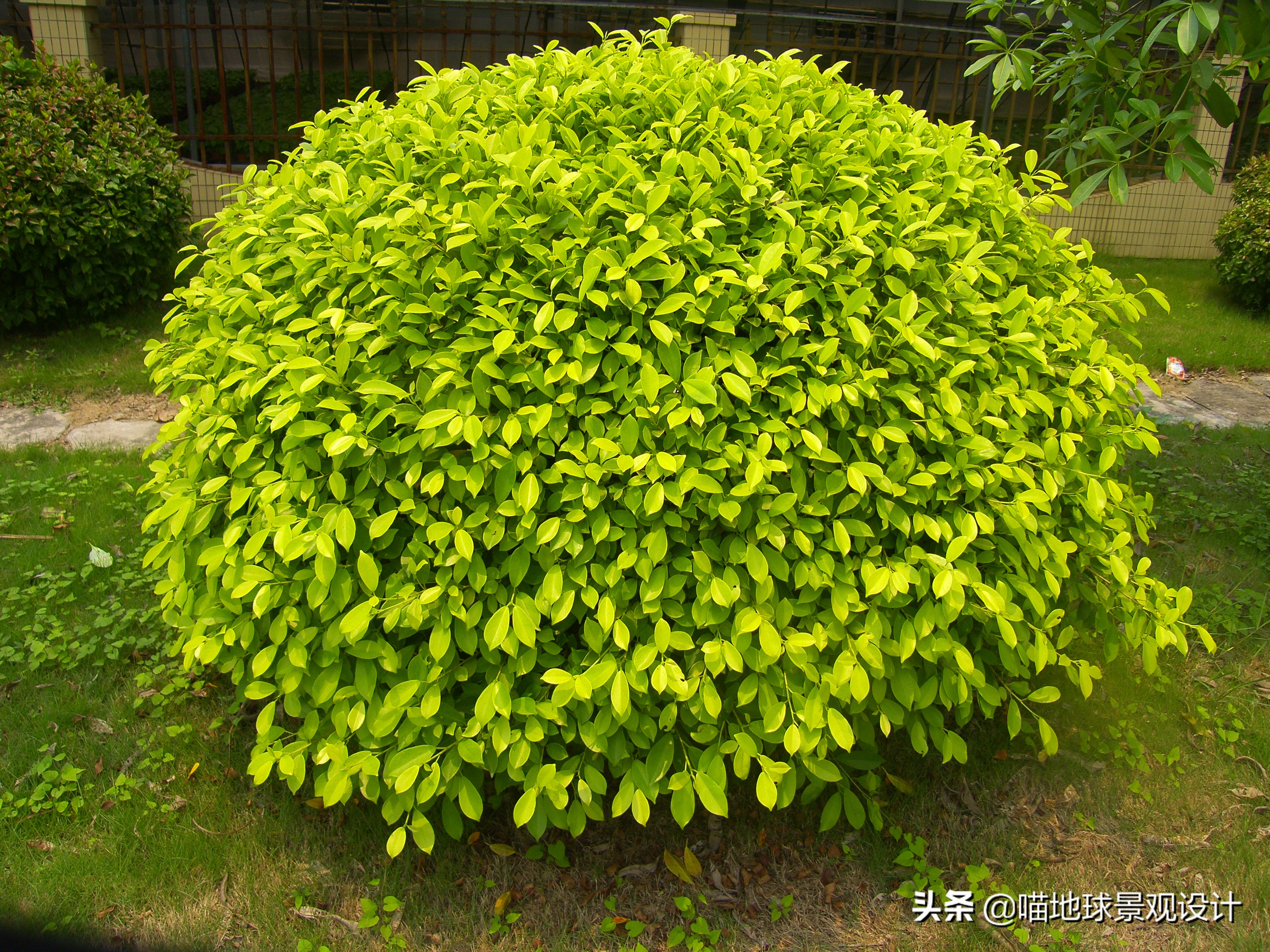 灌木球类植物,灌木植物种类及图片