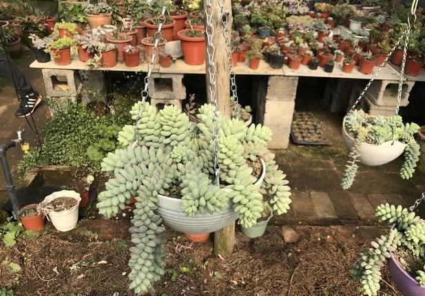 多肉玉缀盆景,多肉玉缀锦图片