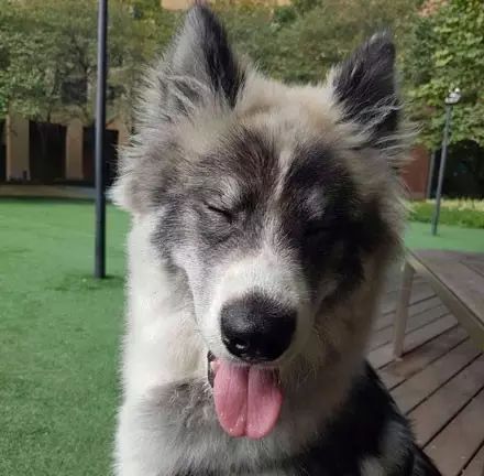 一只金毛两只阿拉斯加三只萨摩耶,雪橇三傻阿拉斯加哈士奇萨摩耶