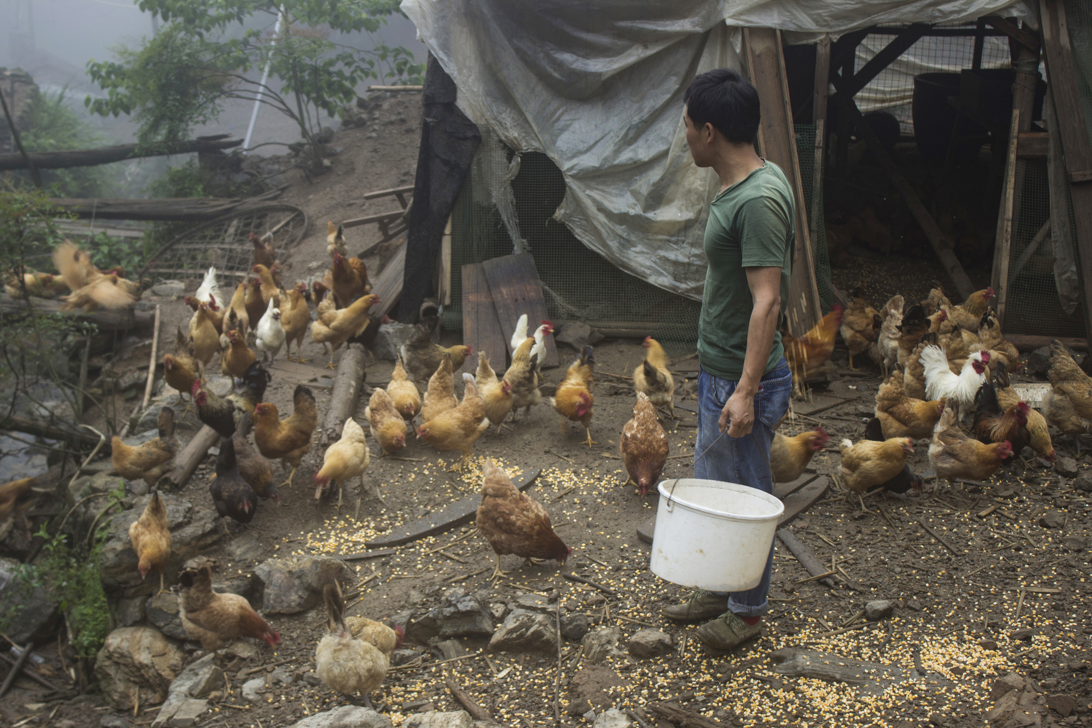 养殖2000只土鸡的成本与利润,怎么养土鸡赚钱