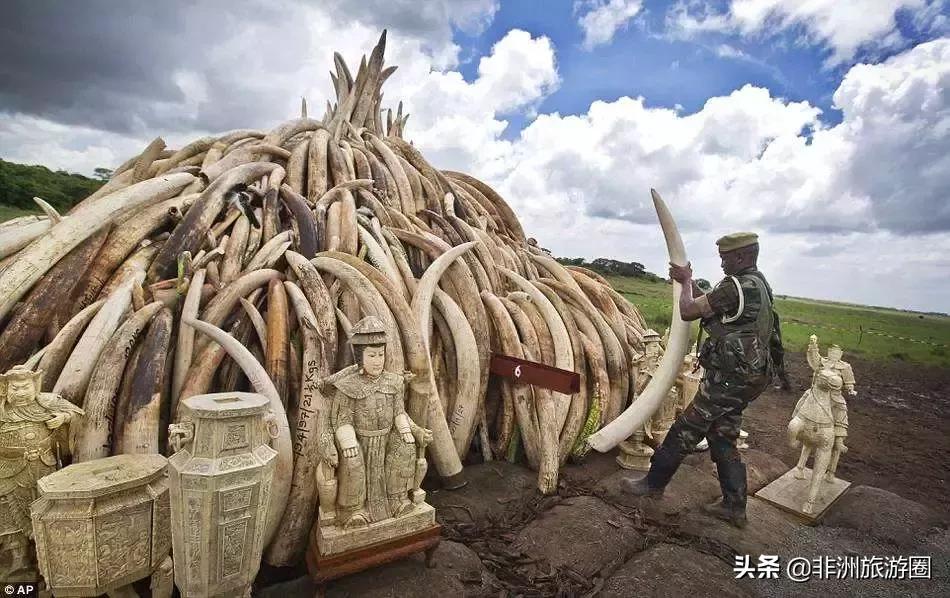 为什么非法犀牛角贸易在不断的升级？