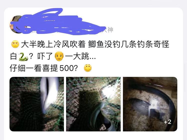 广州钓友钓到甲鱼,广州钓友钓起1.35米鲈鱼