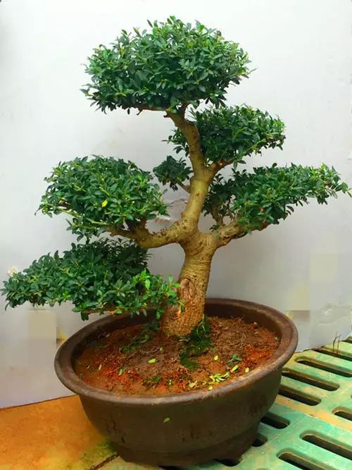 冬青树怎么养才能更茂盛,冬青树的养殖方法和注意事项