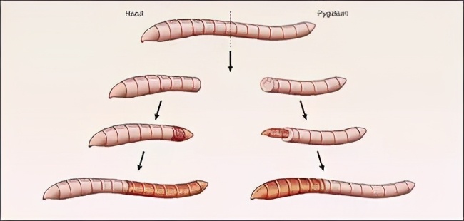 科学家发现的神秘恐怖生物,科学家发现的恐怖生物