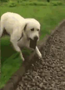 狗吃醋起来比男朋友还难哄,狗子这才是哄女朋友的正确方式