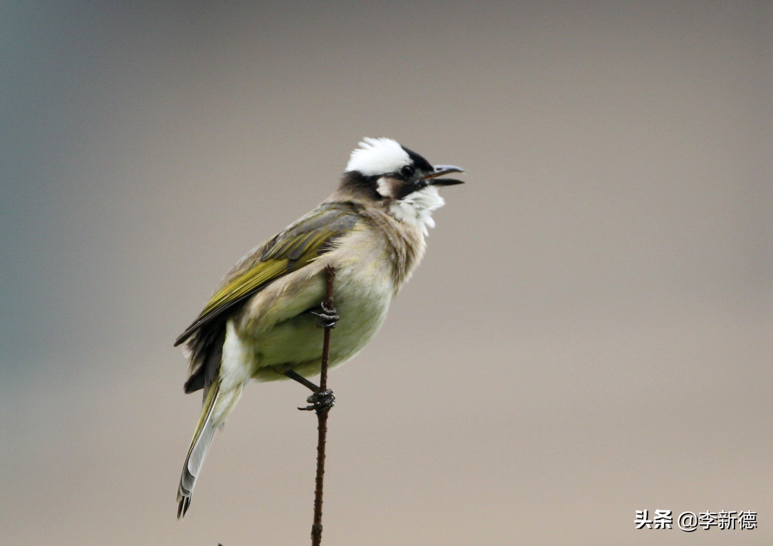 适马150佳能5d3能用吗,佳能5d3能不能用适马85f1.4a镜头