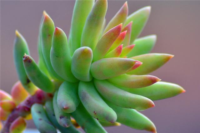 千佛手多肉如何养老桩好看,多肉千佛手好养吗