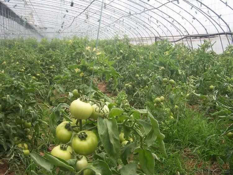 番茄苗期老叶发黄怎么回事,番茄生长点叶片枯黄了怎么办