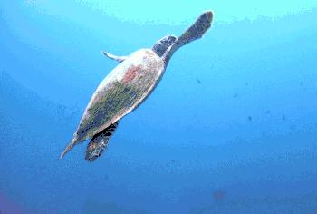 去哪个马尔代夫好玩,度假胜地马尔代夫