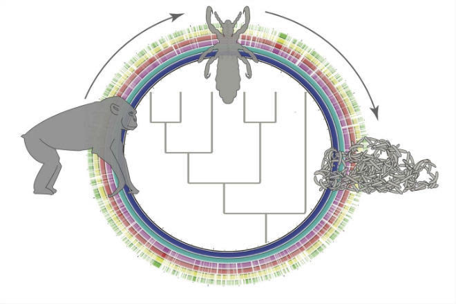 虱子存在的环境是哪样的,为啥阴虱比普通虱子难以去除