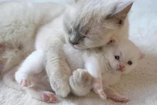 “我爱你，我想请你吃饭。”