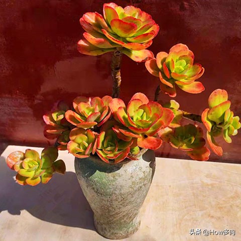 多肉花挺漂亮的,多肉植物红梅花怎么养