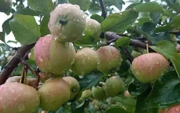 苹果缩果的危害,苹果缩叶病原因和治疗方法