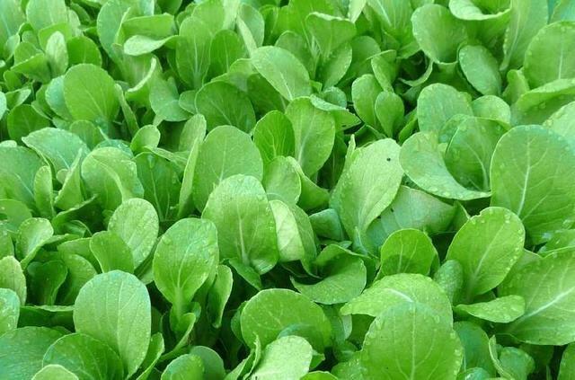 高产小油菜的种植方法,小油菜种植方法视频教程