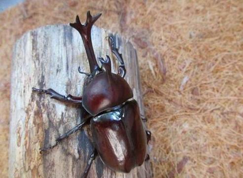 “人生能几何，毕竟归无形”——铁甲战士独角仙