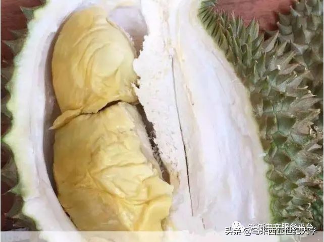 马来西亚榴莲品种大全,马来西亚d14榴莲是什么品种