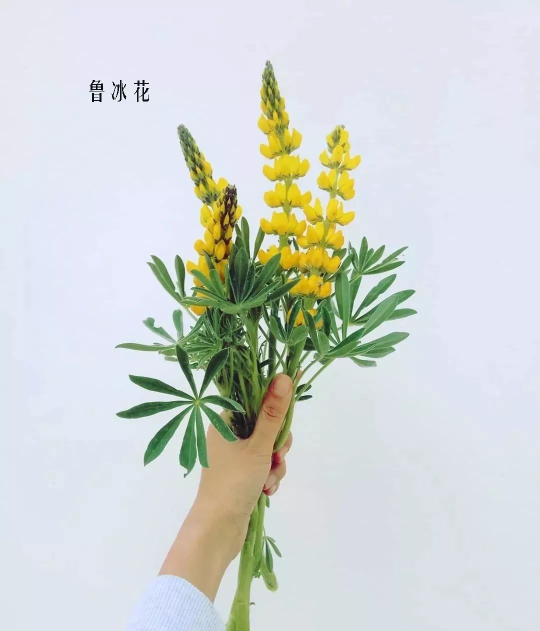 花店里同款的两种不同价格的花材,花店最容易被顾客误解的几种花材