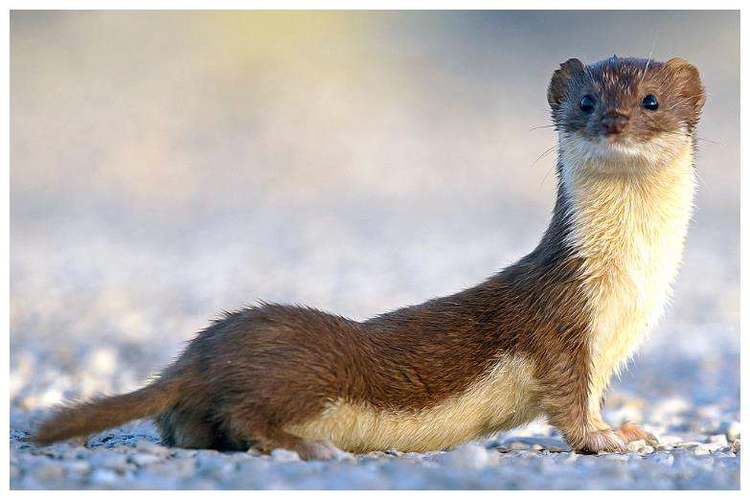 哪些野生动物会携带病毒呢,哪些野生动物含病毒