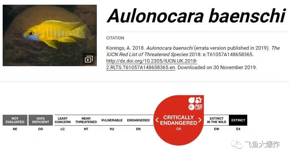 「慈鲷档案」三湖慈鲷·马鲷·金松鼠~听说非洲老家亲戚数量告急