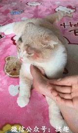 搞笑动图gif动物,搞笑动图gif沙雕