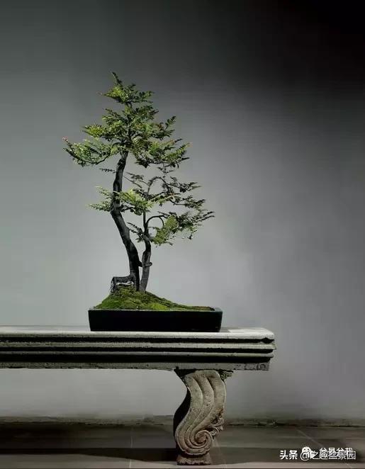 黑檀汁的养护方法,黑檀树的养殖方法和注意事项