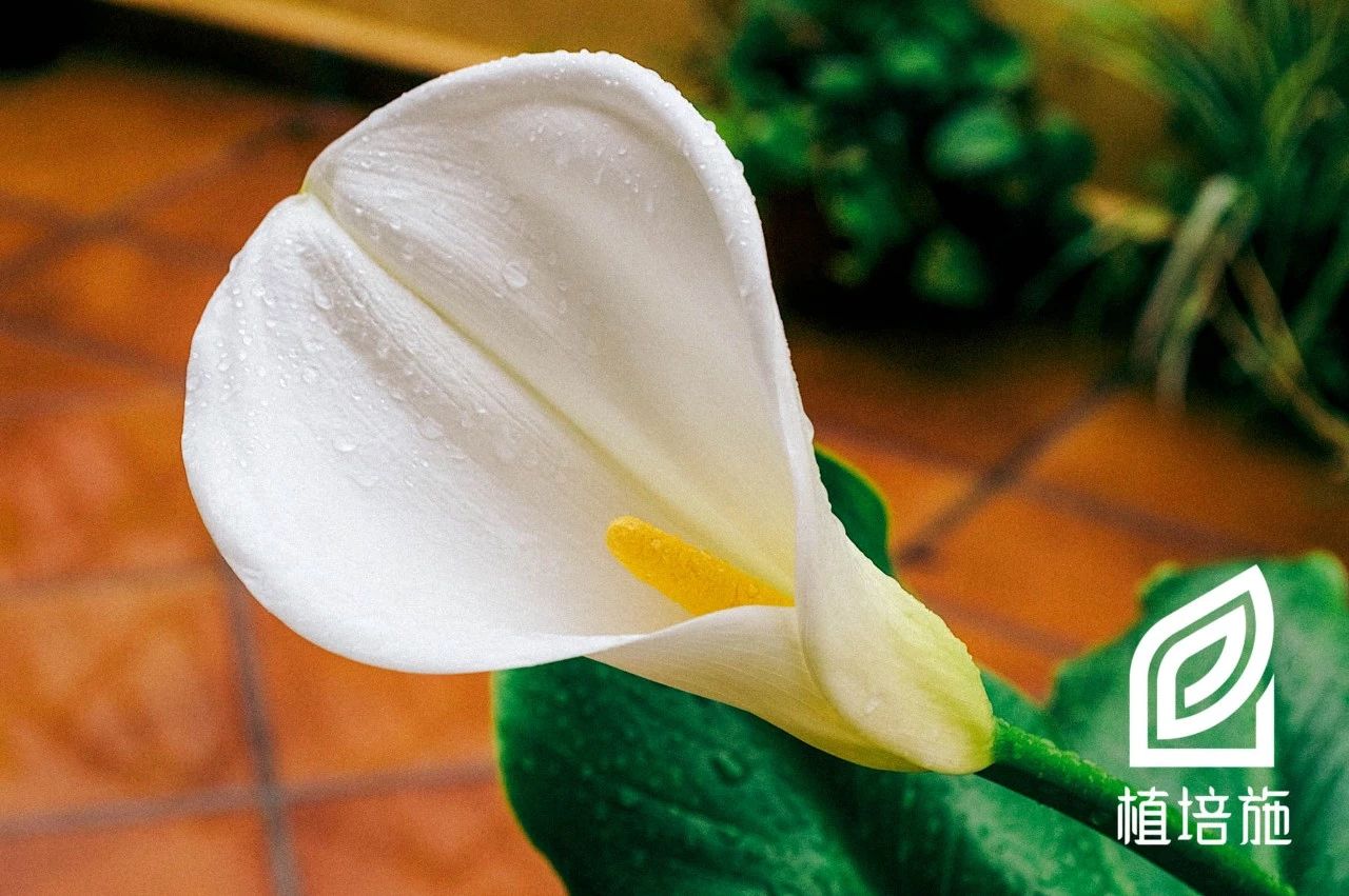 「植培施」马蹄莲Zantedeschiaaethiopica球根花卉栽培手册
