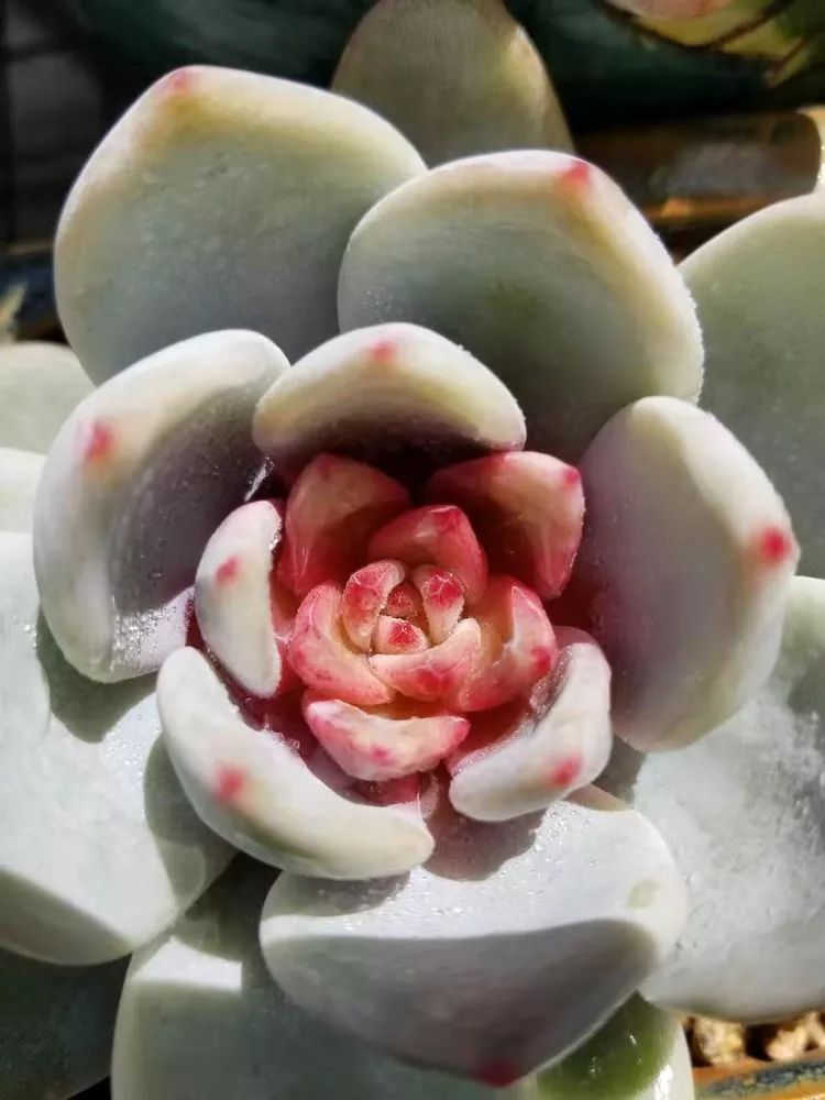 爱机车，爱多肉，宝妈花姐的诗和远方