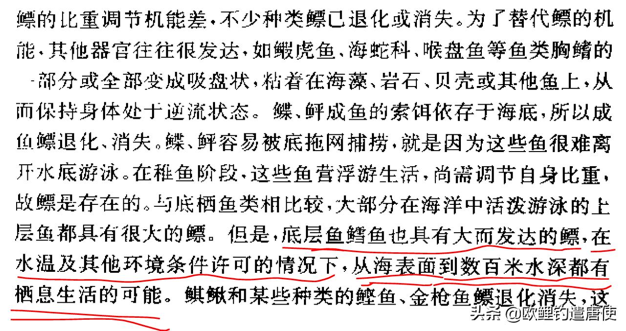 话说欧鲤钓之科学篇,欧鲤钓知识讲解