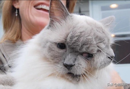 流浪小奶猫被带走猫妈妈会伤心吗,小奶猫会因为什么原因死亡