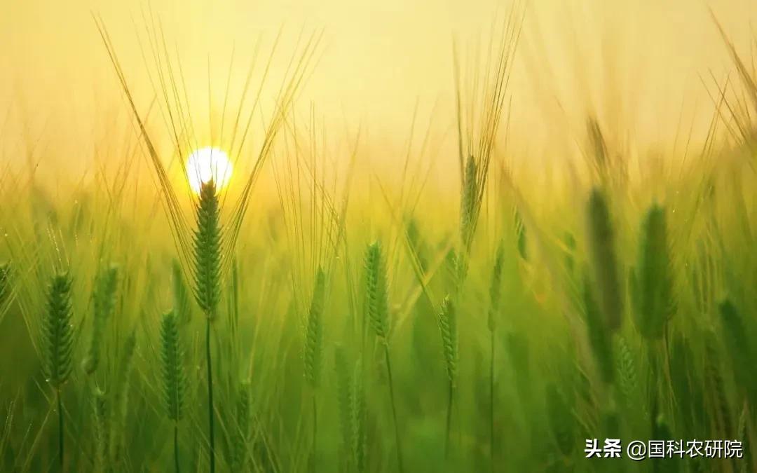 新冠疫情下，针对网络销售伪劣种子、套包种子，种企如何维权？