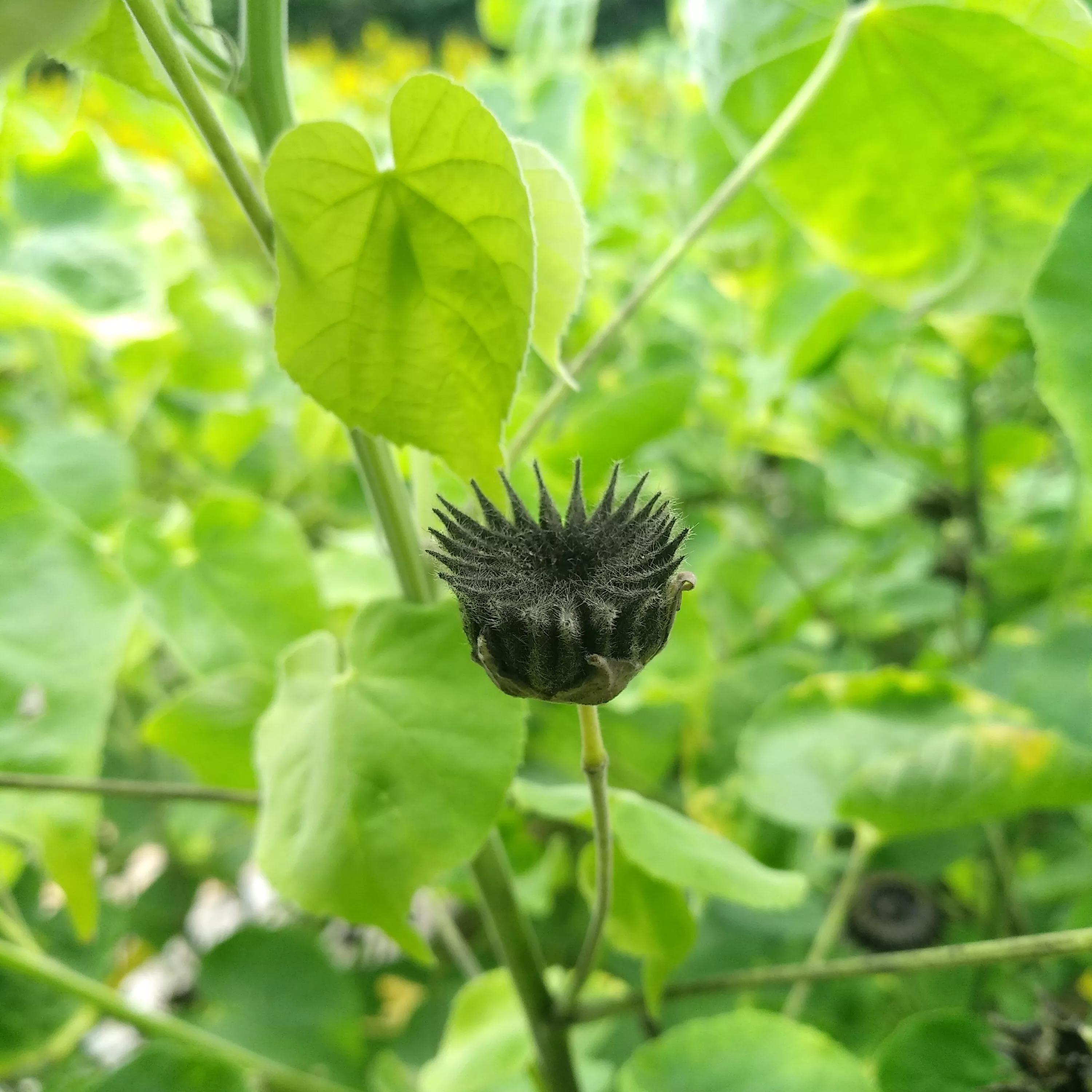 高考后想学临床医学,高考后想学中医