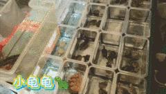 亚宠展2021年上海,亚宠展2019