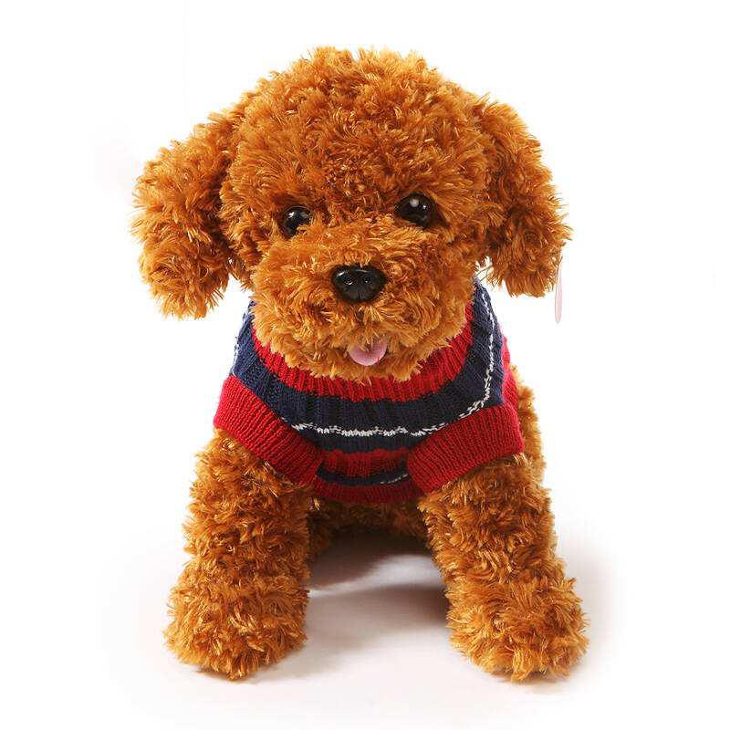 养狗狗是养博美好还是养泰迪好,为什么养狗的人讨厌泰迪