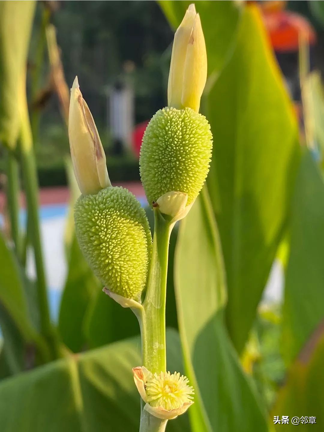 iphone11promax改双卡,iphone11promax深度使用体验